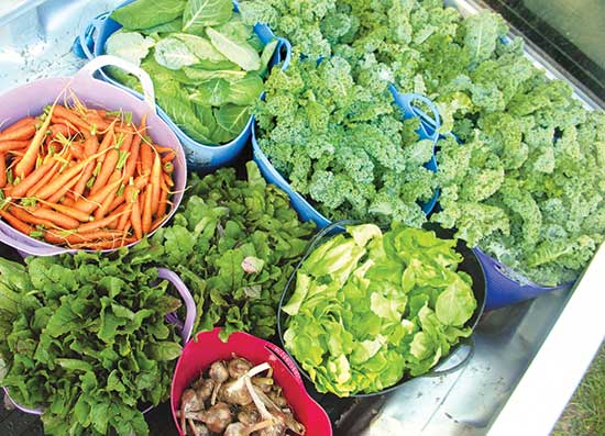 This bundle of produce is all in a days work at The Lord's Acre!